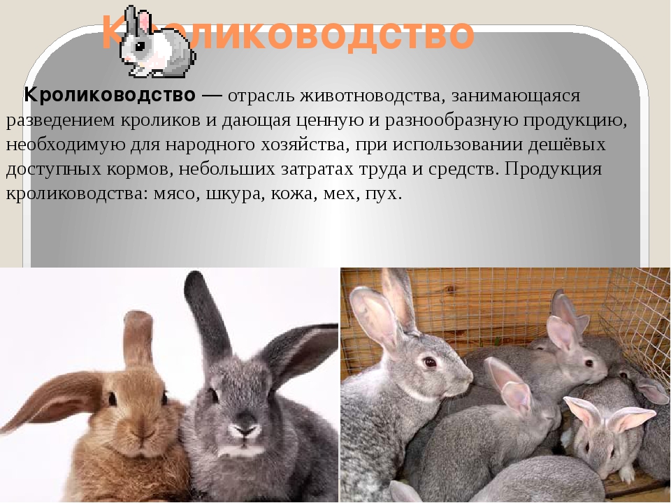 Породы кроликов с фото, названием и описанием: домашние, мясные, породистые