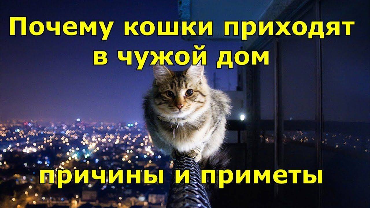 Все приметы и поверья о кошках