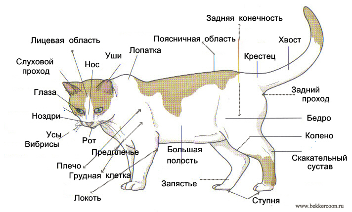 Строения скелета кошки