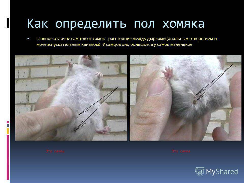 Как определить пол хомяка и отличить мальчика от девочки, самцы и самки джунгарских и сирийских пород