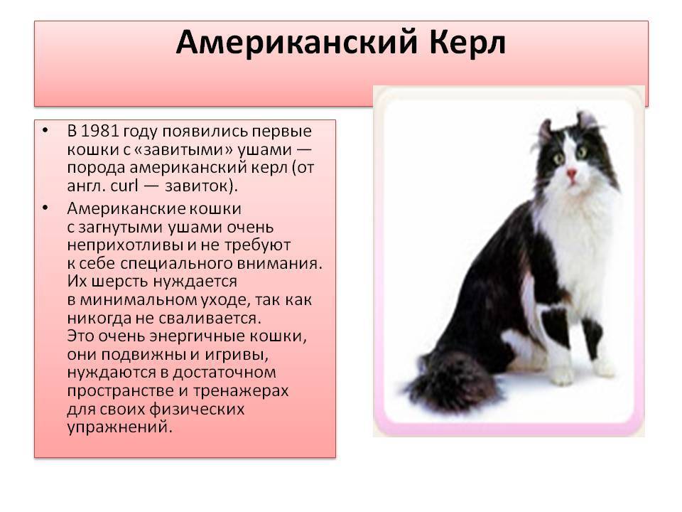 Все об американских керлах - все о породах кошек с описанием, фотографиями и названиями.все о породах кошек с описанием, фотографиями и названиями.