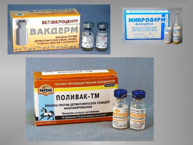 Поливак для кошек: инструкция по применению, противопоказания