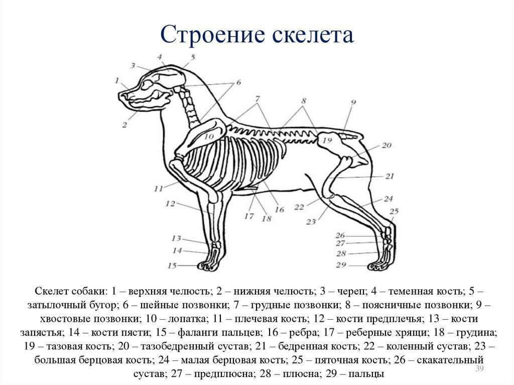 Строение тела волнистого попугая