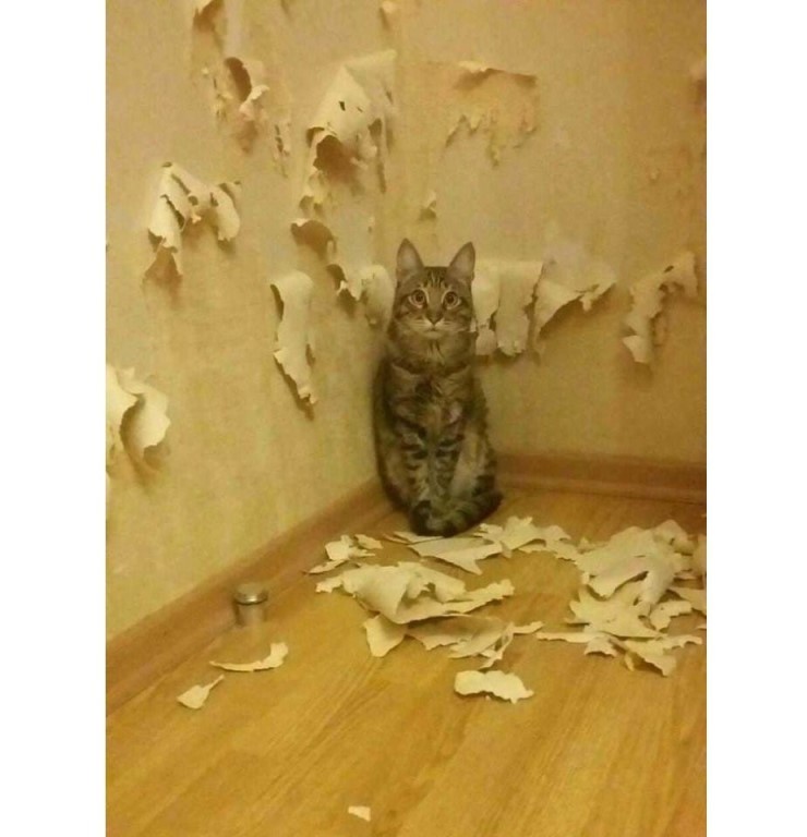 Как отучить кота драть обои и мебель, и прыгать на стены: практические советы и ноухау