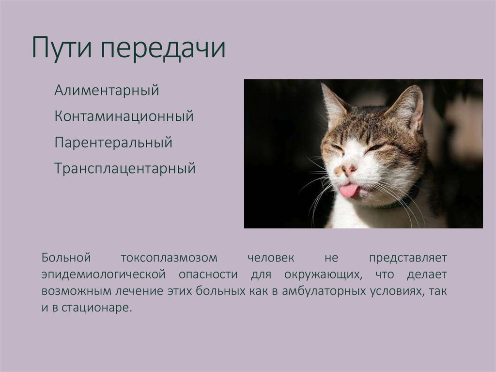 Токсоплазмоз у кошек: симптомы и лечение, диагностика и анализ, опасность для человека, профилактика токсоплазмоза у кошек и людей