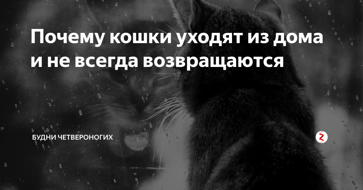 Как заставить убежавшую домашнюю кошку вернуться домой