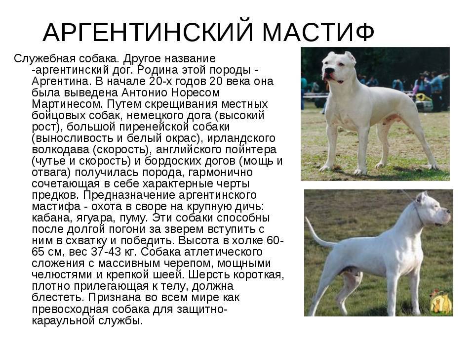 Порода собак немецкий дог и ее характеристики с фото
