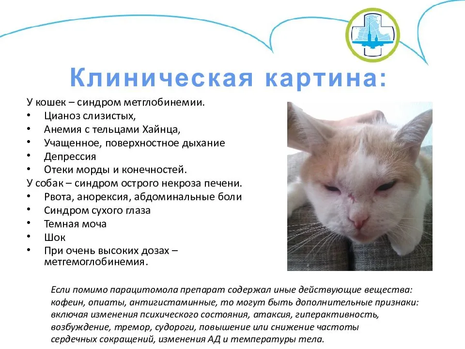 Простуда у кошек: симптомы и лечение угнетающего заболевния