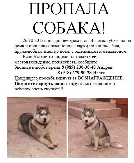 Как воспитать собаку, не прибегая к насилию? 6 полезных кинологических секретов — нож