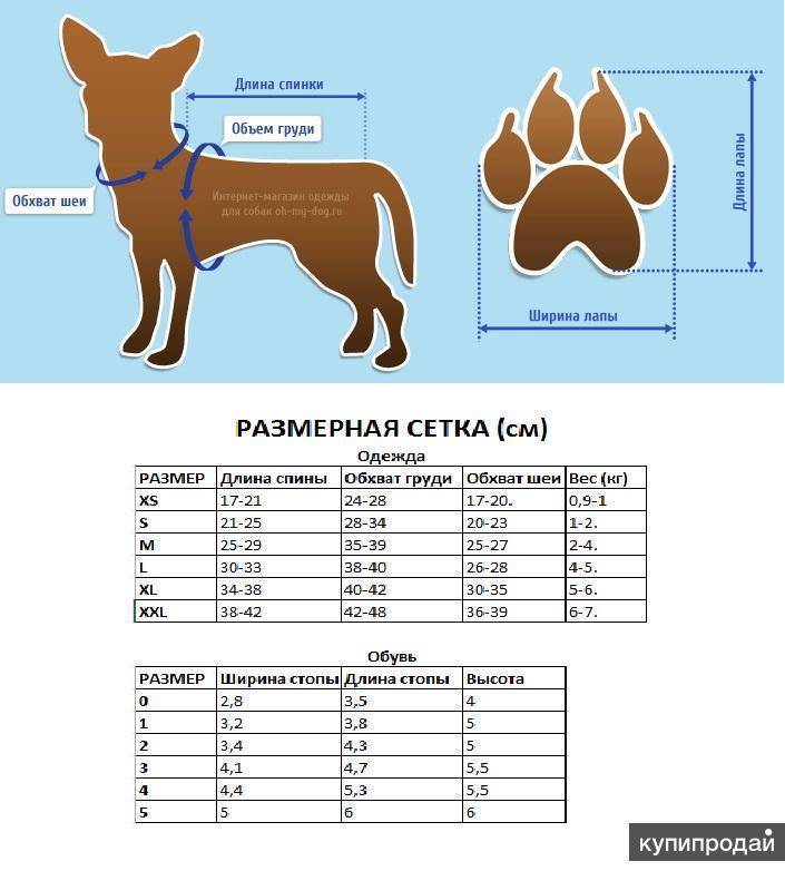 Рекомендации по выбору всей необходимой одежды для собак породы чихуахуа