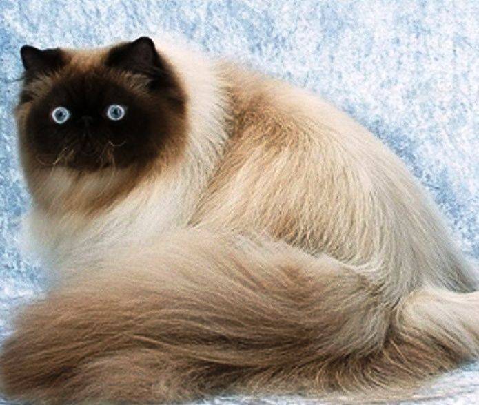 Гималайская кошка  фото, история и описание породы, характер, уход