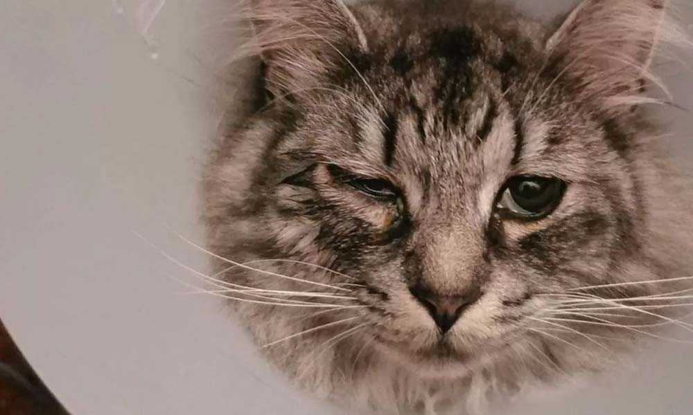 6 причин почему ваша кошка щурит один глаз