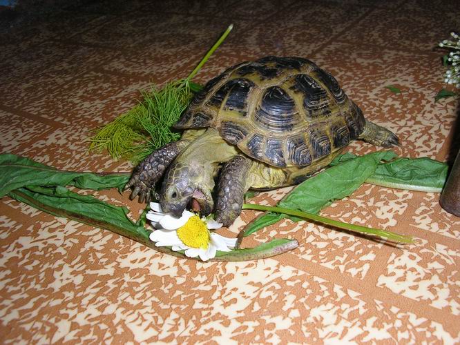 Как ухаживать за сухопутной черепахой