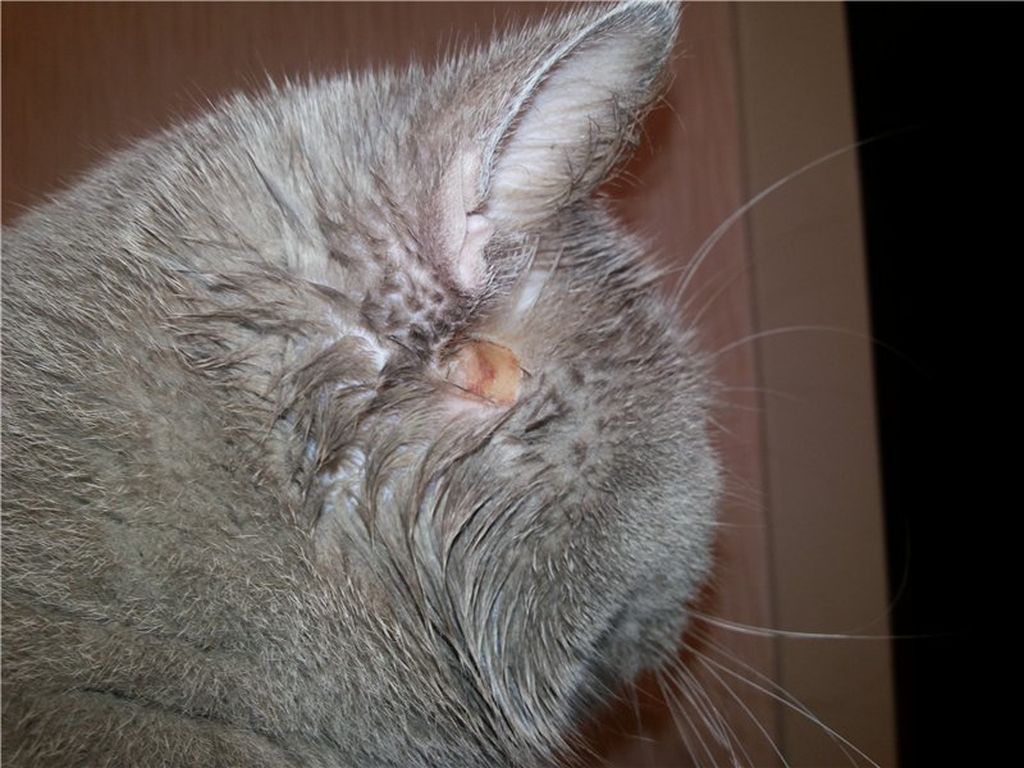 Стригущий лишай кошки: симптомы, последствия, лечение