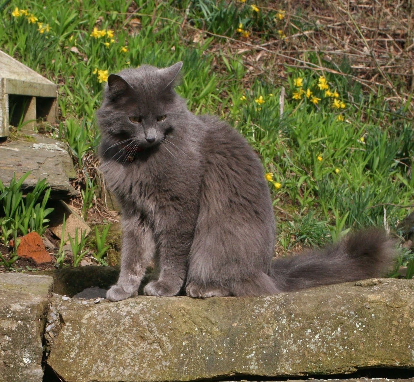 Характер кошек породы нибелунг, особенности ухода и содержания