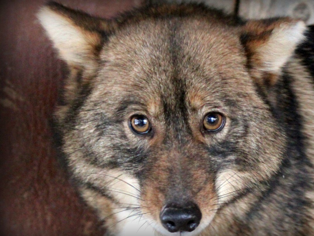 Шалайка (собака сулимова) — фото, описание, особенности новой породы в россии