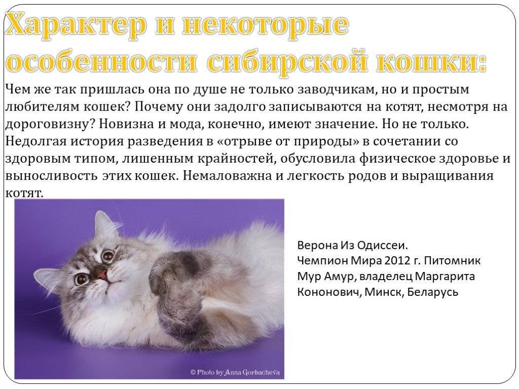 Характер сибирской кошки
