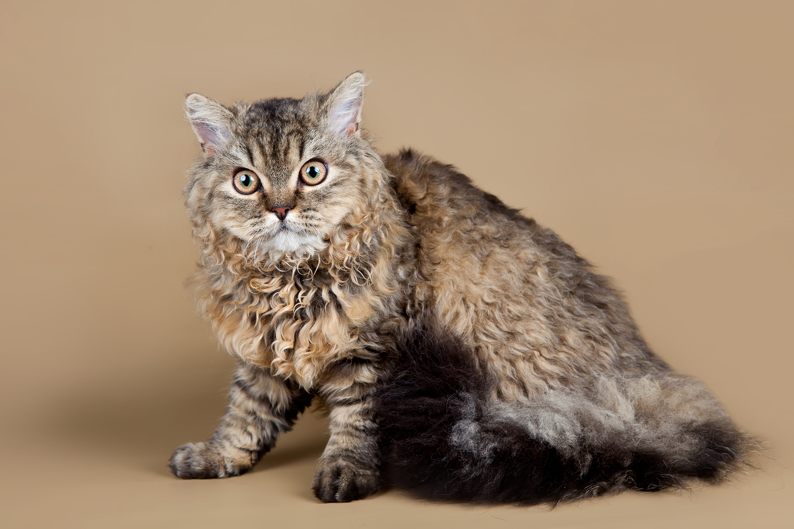 Селкирк рекс: описание породы и фото | кот и кошка