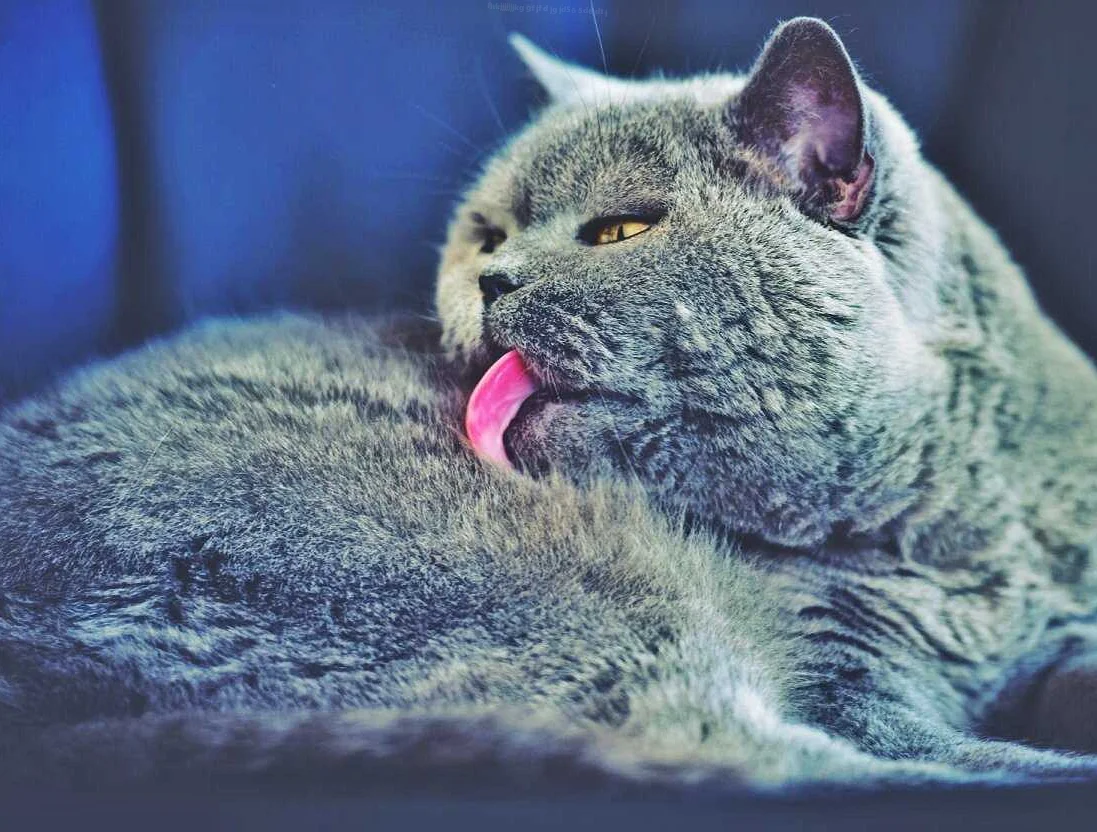 Умер кот синий язык - научные работы на izuchi24.ru