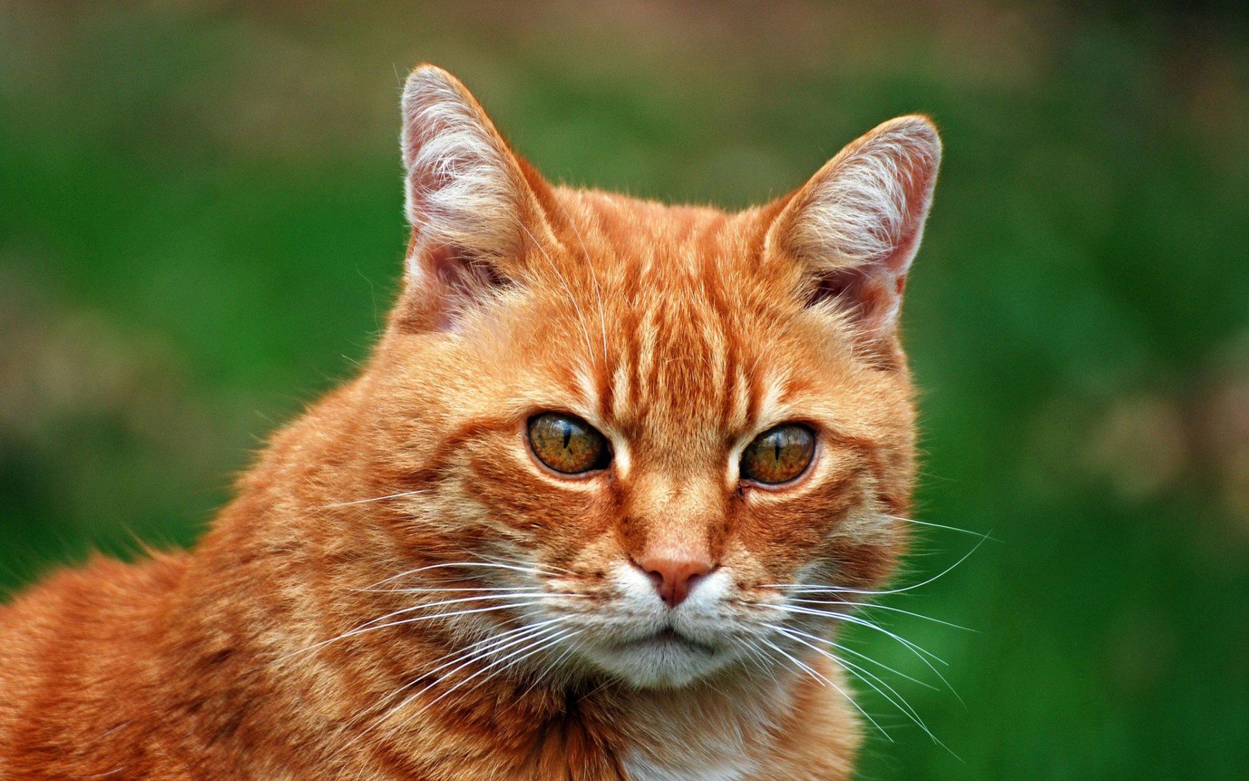 Рыжий кот в доме приметы и суеверия | поверья, рыжая кошка с зелеными глазами - характер, к чему перебежал дорогу