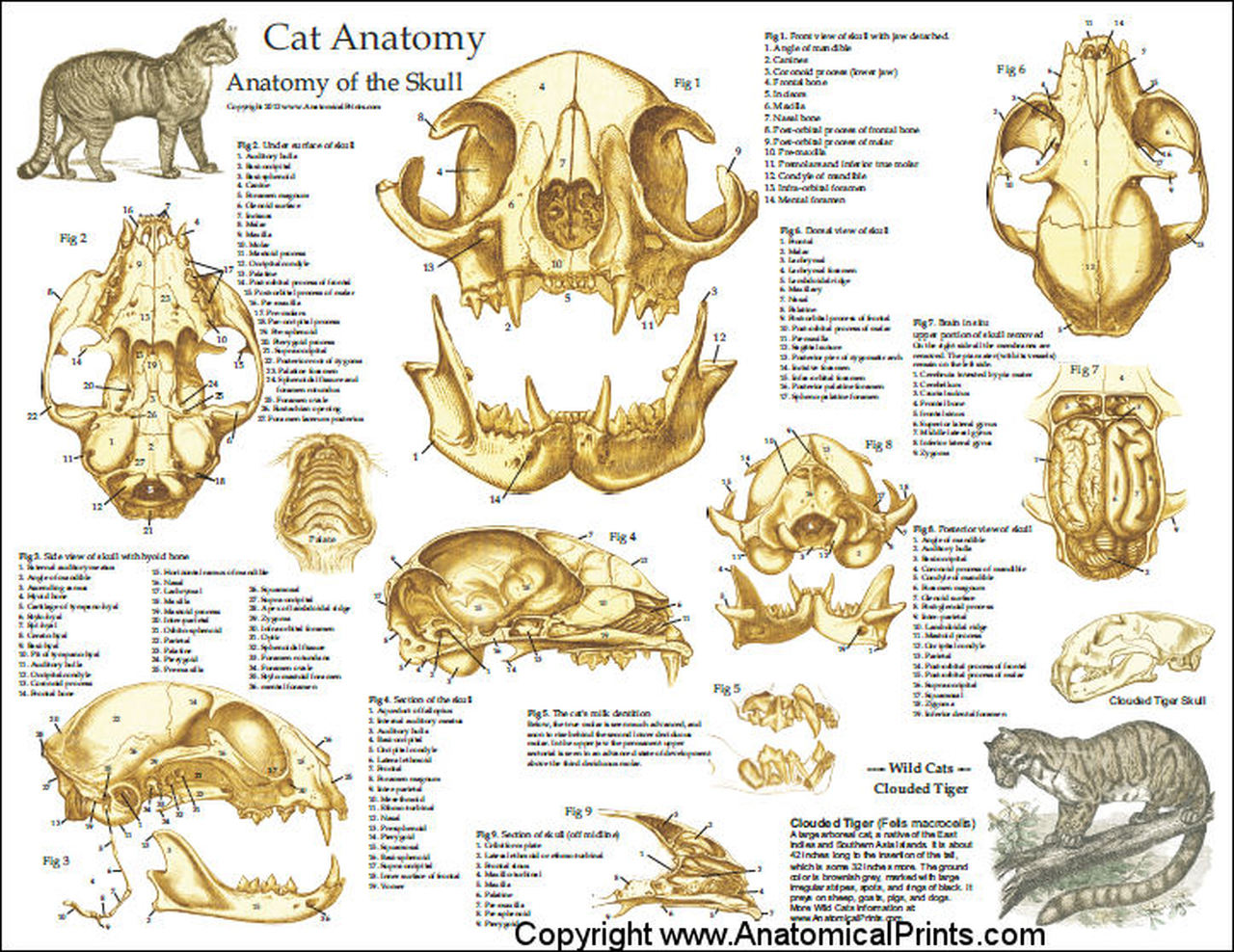 Анатомия животных Ветеринария строение костей черепа