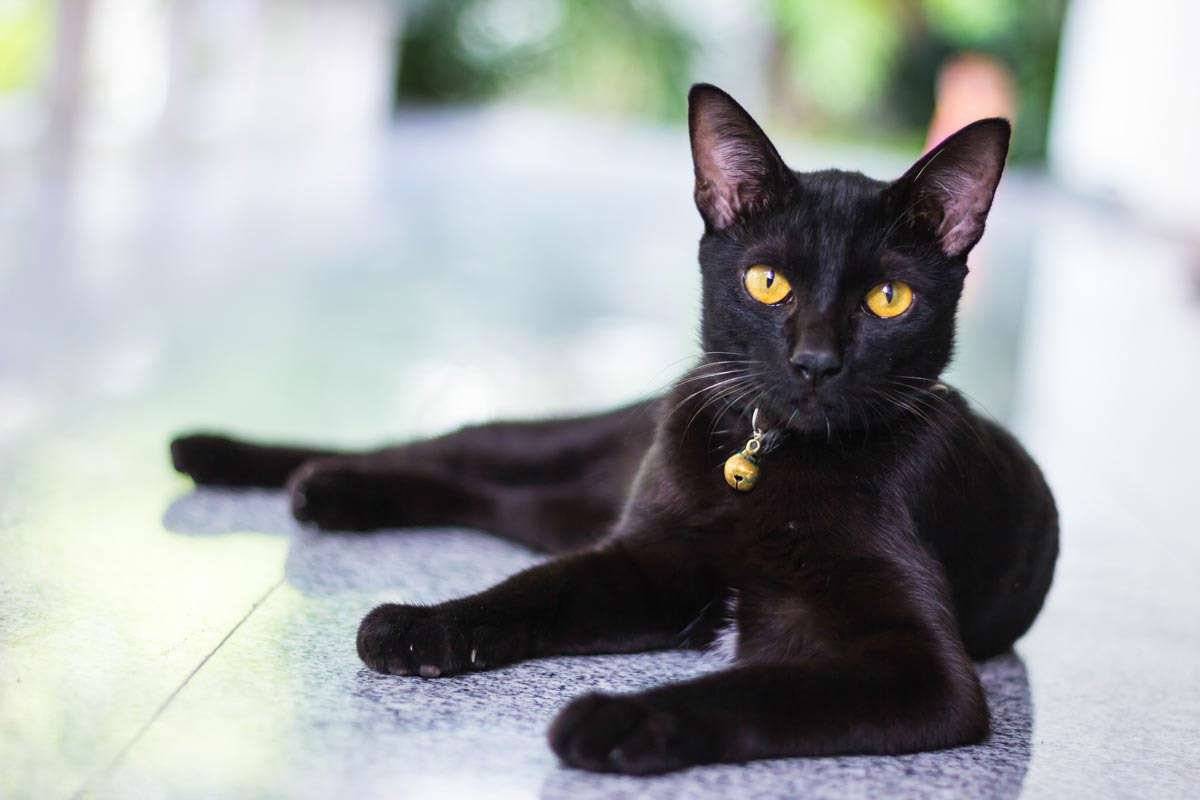 Бомбейская кошка: особенности породы, фото кота и отзывы владельцев