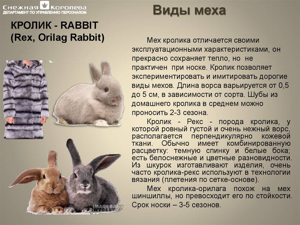 Ангорский кролик - породы пуховых кроликов, описание и особенности содержания английского кроля