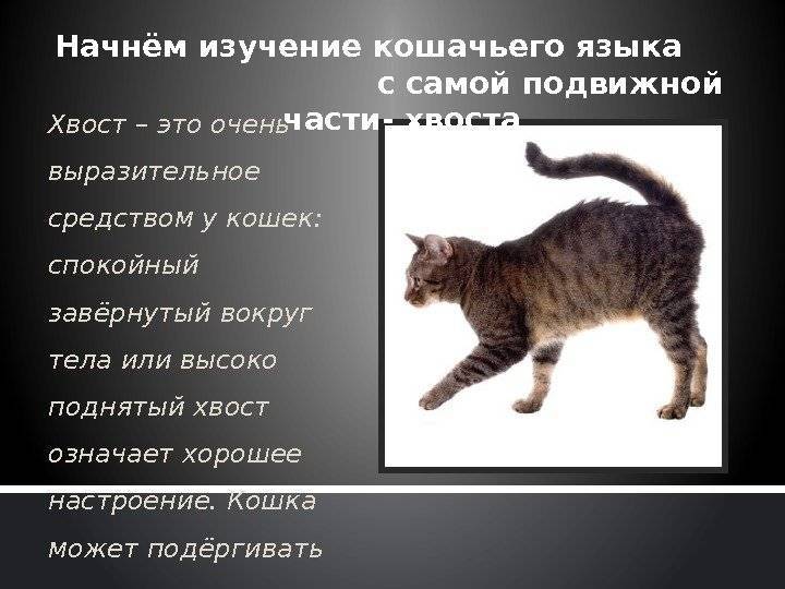 Почему кошка гоняется за своим хвостом
почему кошка гоняется за своим хвостом
