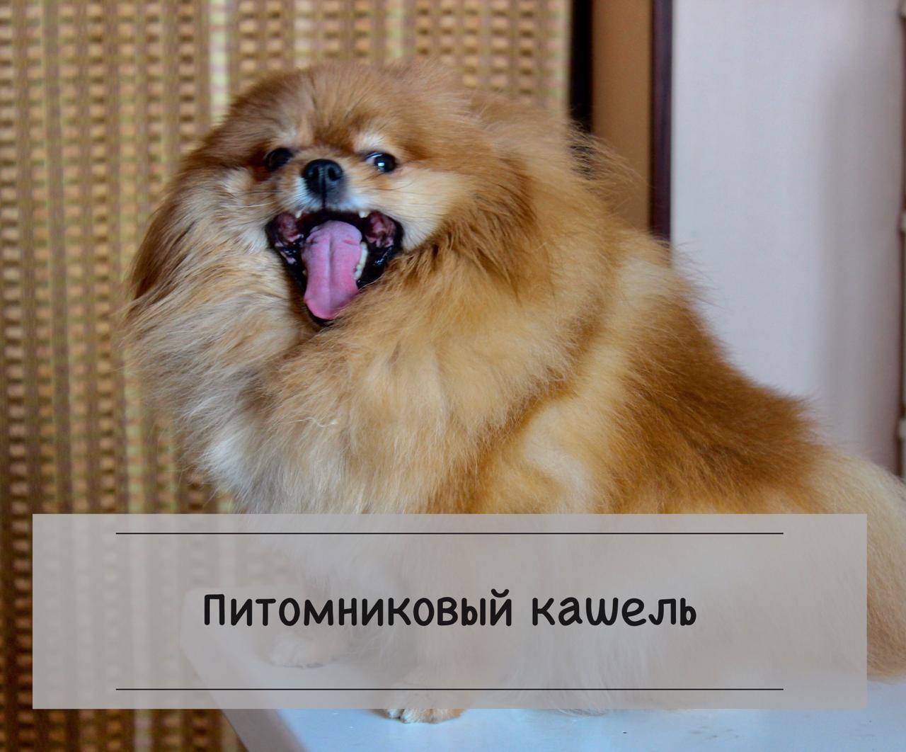 Вольерный кашель у собак - симптомы и лечение, препараты, профилактика