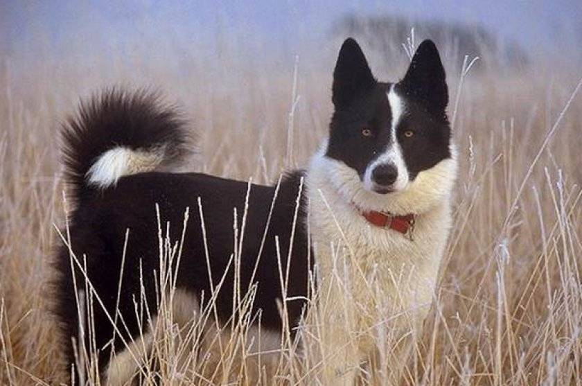 Карельская медвежья собака: фото, описание породы, характера