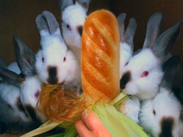 Можно ли кормить хлебом кроликов: каким и в каких количествах