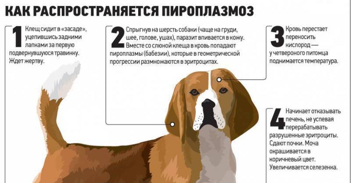 Клещи у собак: что делать после укуса и как вытащить? симптомы и лечение