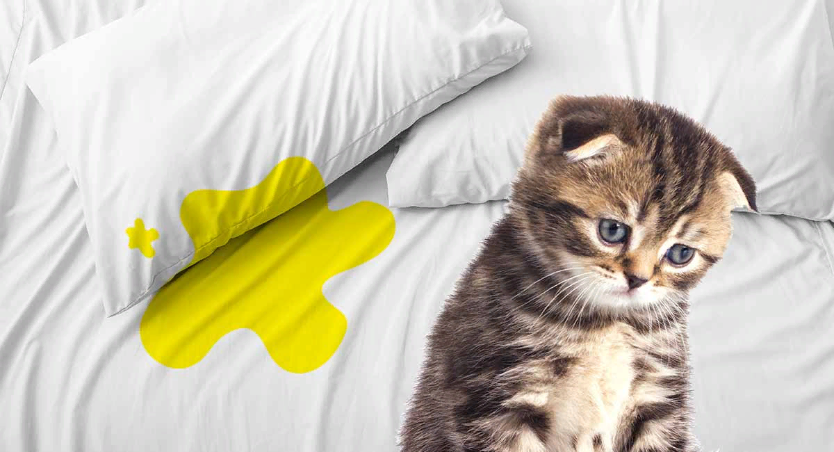 Кот нагадил на кровать: что делать, чем выводить запах и почему приют не выход