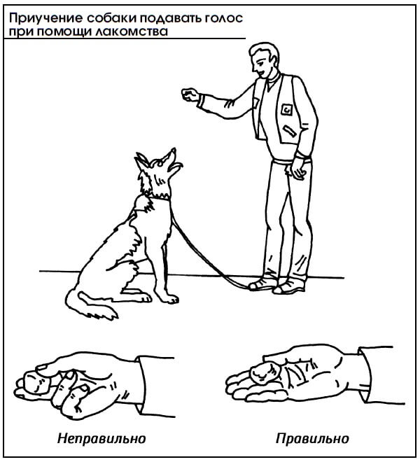 Как научить собаку команде «рядом», инструкция и видео руководство