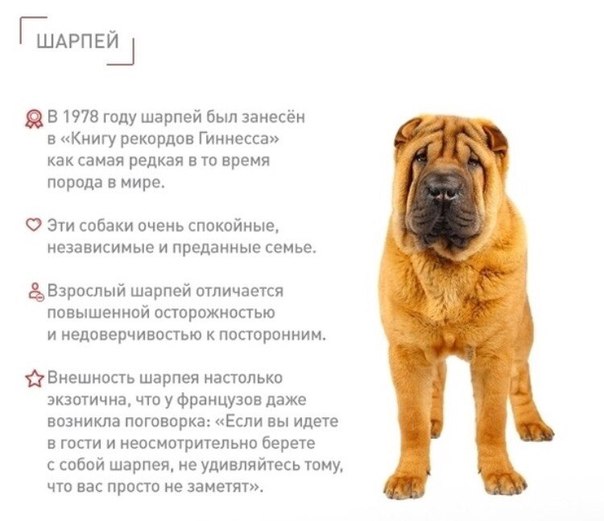 Собака породы шарпей: характеристика, описание внешнего вида и характера собаки, отзывы владельцев шарпеев