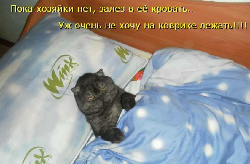 Мысли мешают спать. Котик я спать. Кот дрыхнет. Буду спать котики. Котенок проснулся.