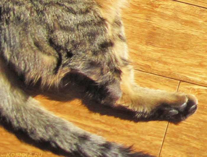 Болезни суставов у кошек: причины, симптомы, лечение | ваши питомцы