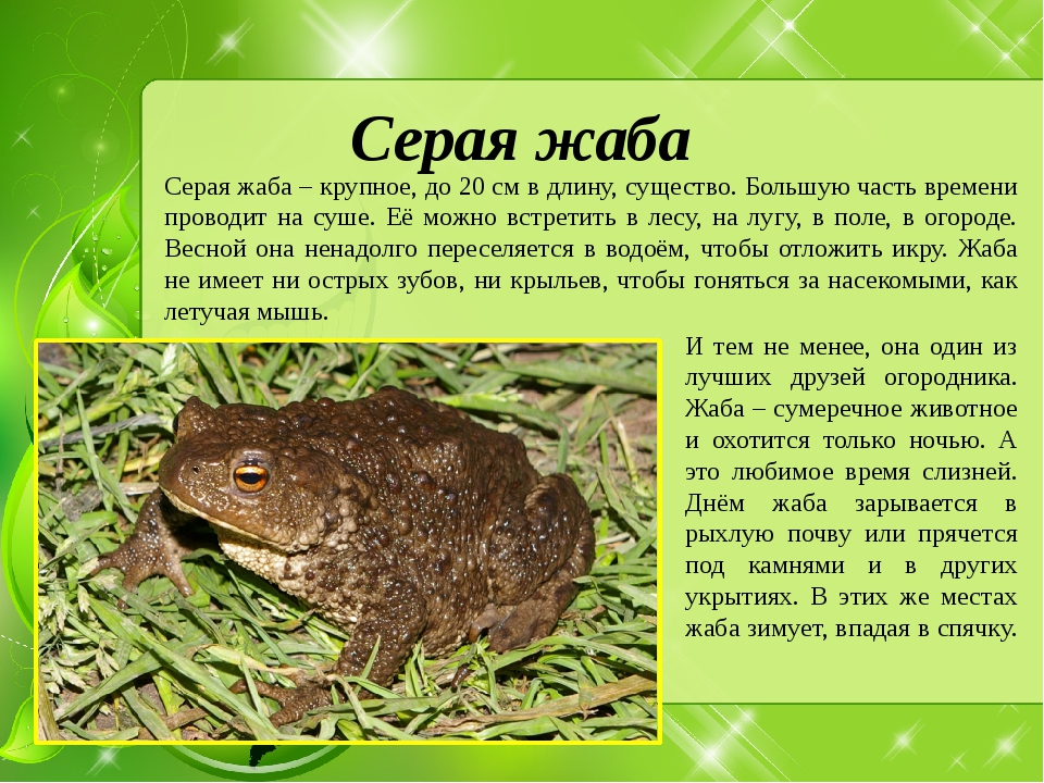 Серая жаба (обыкновенная): как выглядит, где обитает, чем питается и интересные факты (фото)