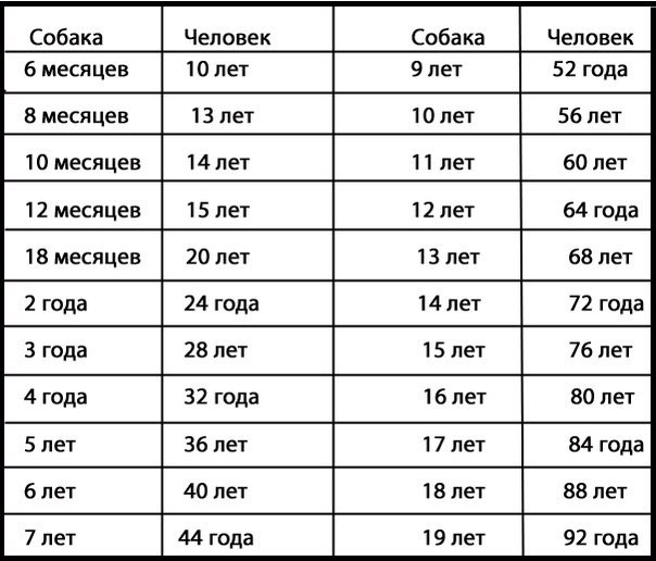 Собаке 11 лет сколько по человеческим меркам таблица фото на русском языке