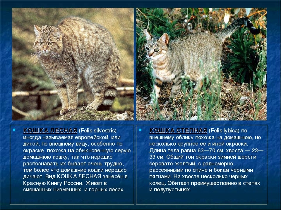 Амурский лесной кот – сообщение; амурский лесной кот – описание, среда обитания, повадки