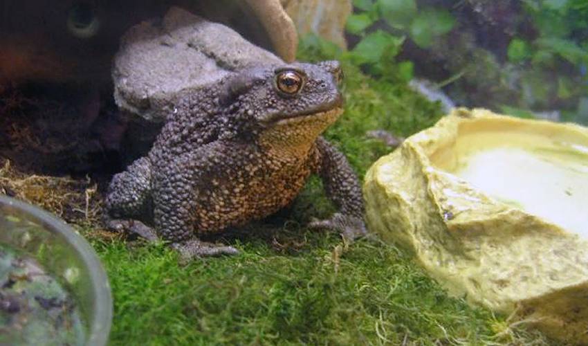 Серая жаба. сайт про зверей - zverosite.ru