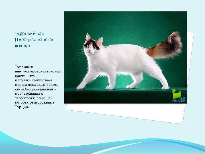 Турецкий ван: кошка-легенда