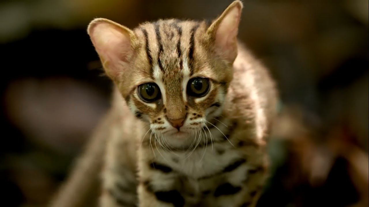 Ржавая кошка (лат. prionailurus rubiginosus)