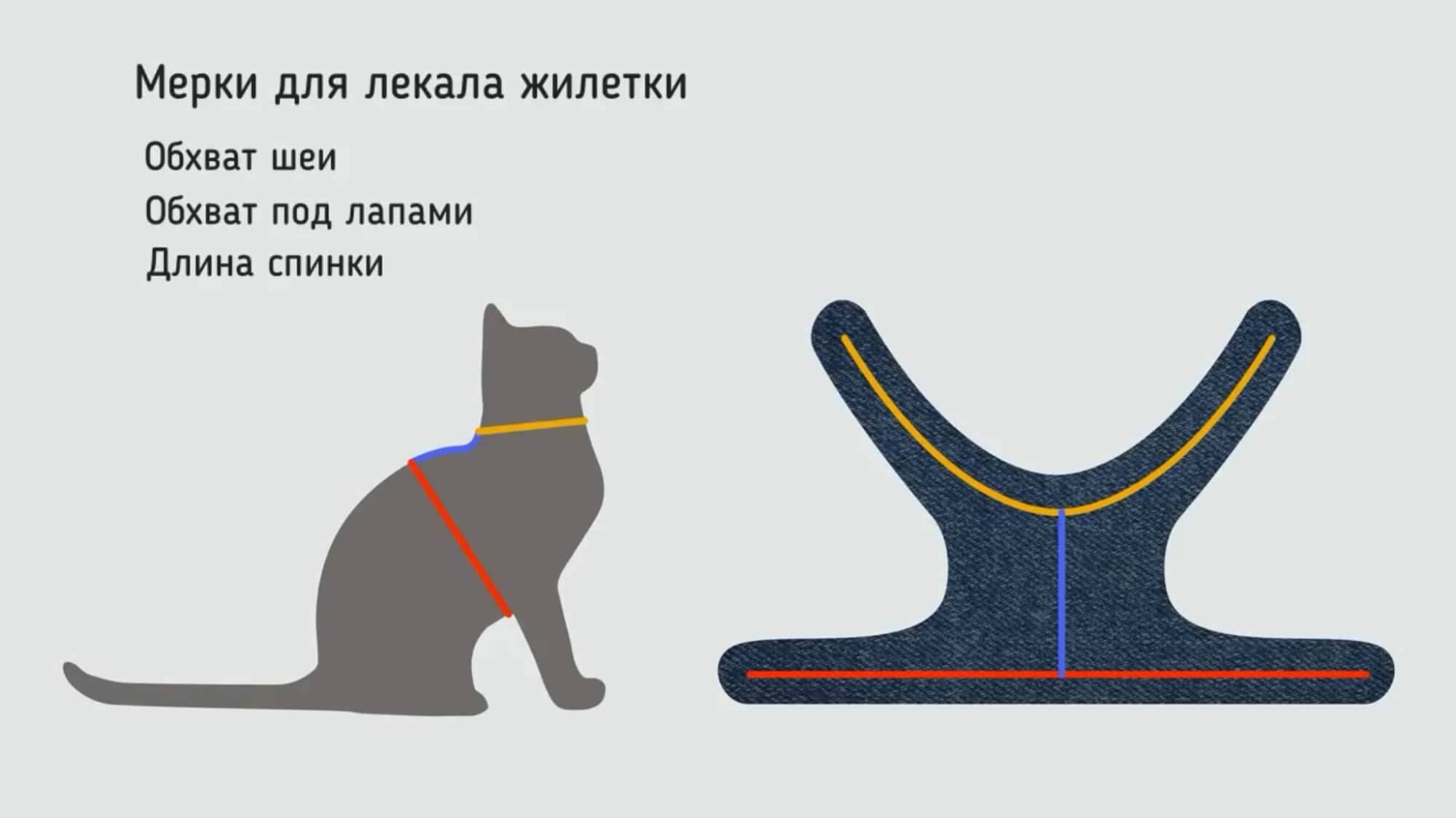 Одежда для кошек своими руками: общие сведения, этапы работы, советы профессионалов