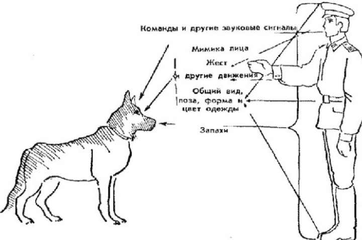 Как научить собаку командам лежать, сидеть, фас, умри, дай лапу и рядом - pet-mir.ru
