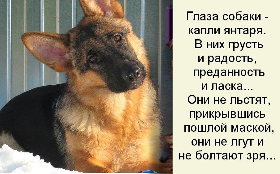 Методики определения возраста любой собаки по количеству зубов и внешности