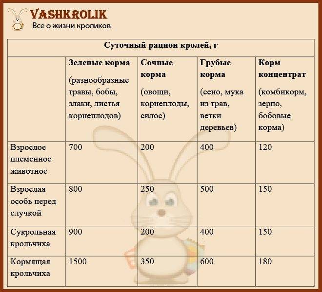 Что едят кролики в домашних условиях: список кормов и правила кормления
что едят кролики в домашних условиях: список кормов и правила кормления