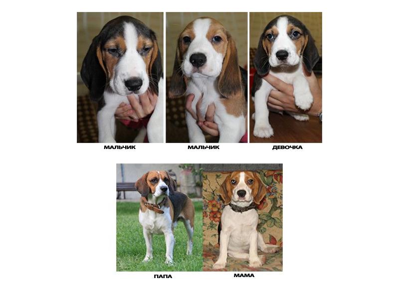 Описание породы собаки бигль с фото: характер, особенности и размеры, продолжительность жизни, вес и как выбрать щенка, видео с отзывами владельцев