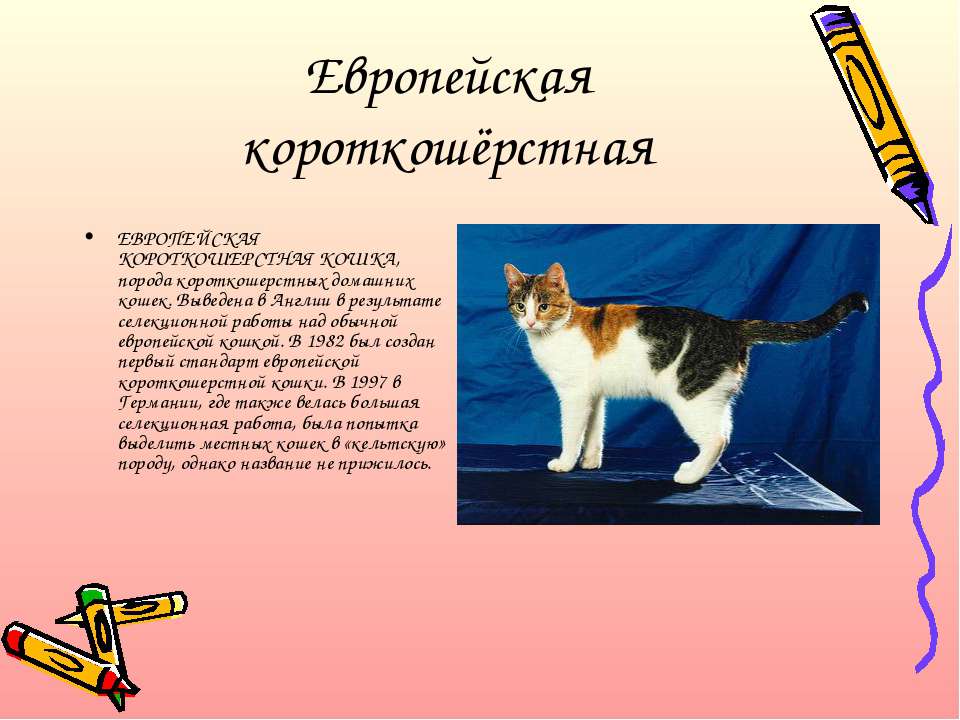 Анатолийская кошка (турецкая короткошерстная): история, характер и особенности содержания