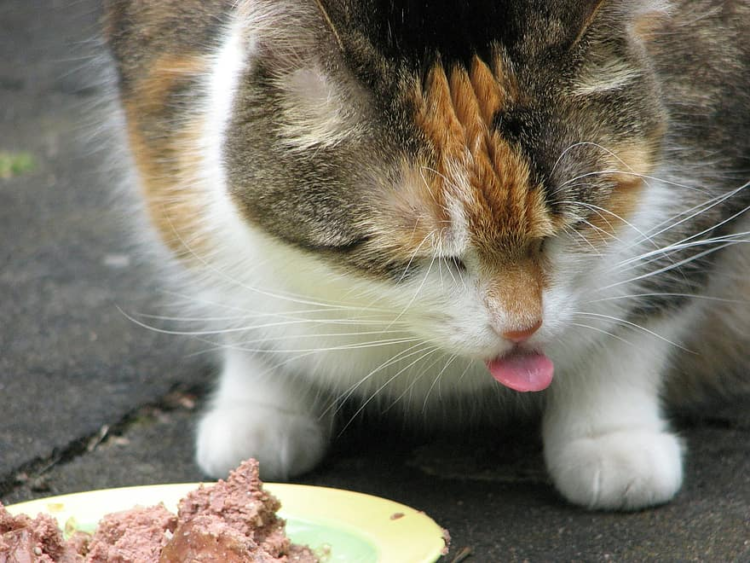 Можно котам сырую печень. Котик с печенкой. Кот с сыром. Сырой кот. Кот сырой вечной.